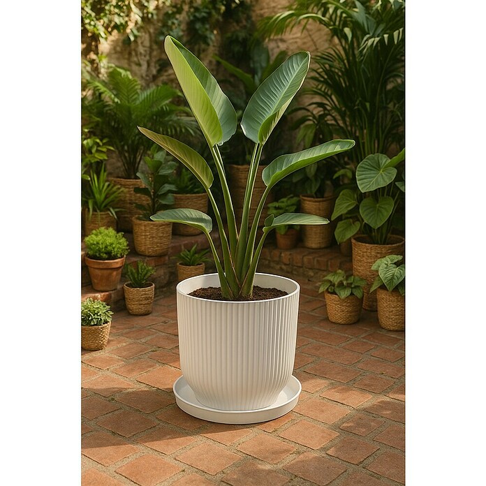Elho Loft Urban Plato redondo para maceta (Dimensiones externas (Ø x Al): 34 x 5 cm, Plástico, Blanco) | BAUHAUS