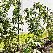 Bellissa Opora za trajnice  (Zelena, 3 cm, 300 x 180 cm) | 7407 - Metall Spaliere/Stäbe/Staudenhalter | IAGA - Metallzaun | IAG - Außenbereichsausstattung | IA - Gartenhartware | I - Stadtgarten | BAUHAUS