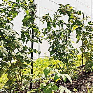Bellissa Opora za trajnice (Zelena, 3 cm, 300 x 180 cm)