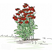 Bellissa Opora za trajnice Falter  (Zelena, 43,5 x 78 cm) | 7407 - Metall Spaliere/Stäbe/Staudenhalter | IAGA - Metallzaun | IAG - Außenbereichsausstattung | IA - Gartenhartware | I - Stadtgarten | BAUHAUS