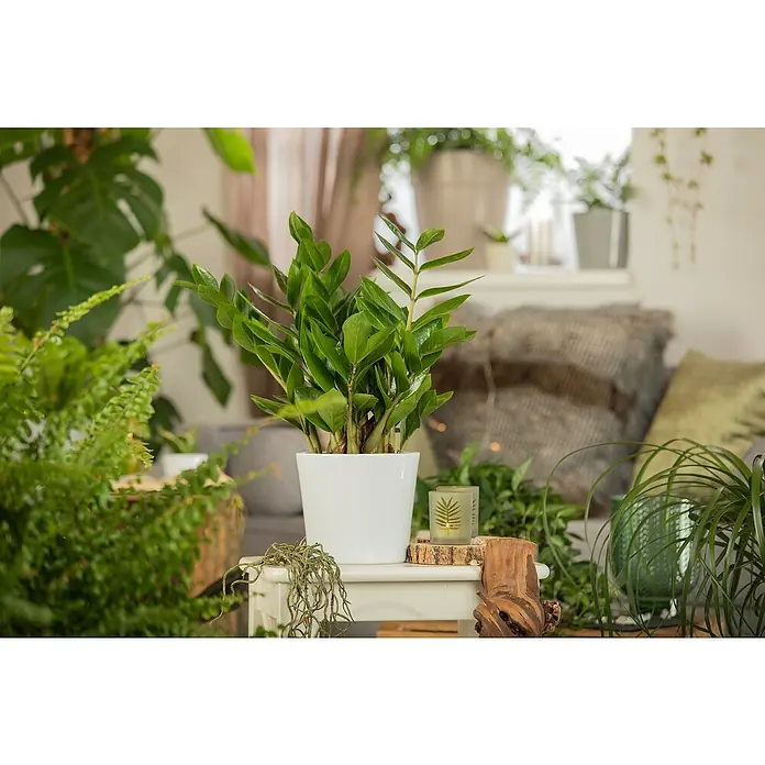 Piardino Zimmerpflanzen-Set - Büro Helden - 3 tlg., Zamioculcas, Epipremnum 'Marble Queen', Spathiphyllum - Zimmerpflanze Zamioculcas im weißen Topf, auf dem Tisch dekoriert, bringt frische Farbe in den Raum. Elegantes und minimalistisches Design für Zuhause.