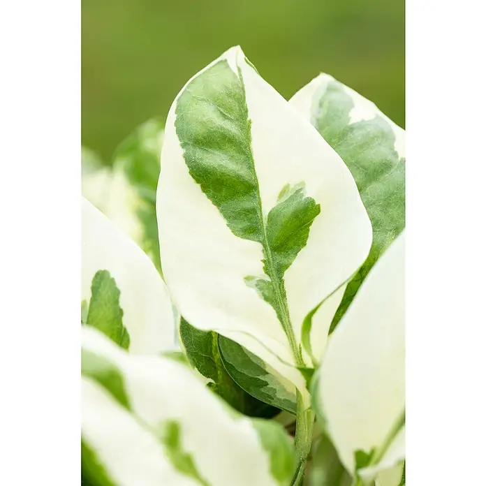 Piardino Zimmerpflanzen-Set - Büro Helden - 3 tlg., Zamioculcas, Epipremnum 'Marble Queen', Spathiphyllum - Nahaufnahme von panaschierten Pflanzenblättern mit leuchtend grünen und cremeweißen Mustern.