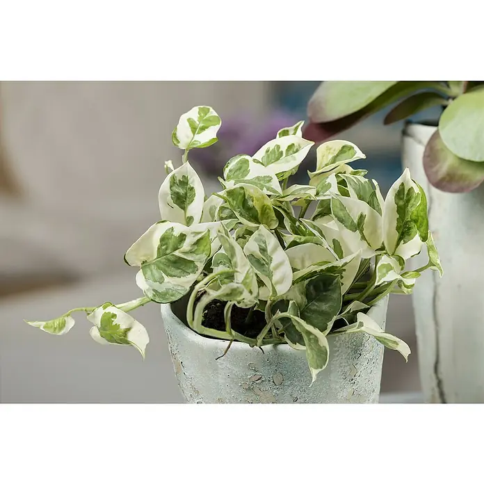 Piardino Zimmerpflanzen-Set - Büro Helden - 3 tlg., Zamioculcas, Epipremnum 'Marble Queen', Spathiphyllum - Nahaufnahme einer Topfpflanze mit weiß-grünen Blättern. Das Muster der Blätter ist einzigartig und die Pflanze ist gesund.