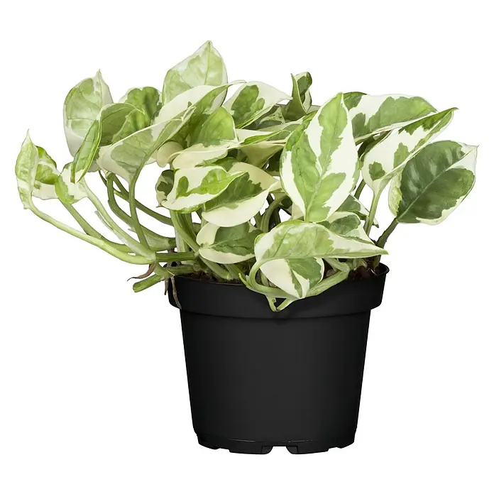 Piardino Zimmerpflanzen-Set - Büro Helden - 3 tlg., Zamioculcas, Epipremnum 'Marble Queen', Spathiphyllum - Eine Topfpflanze, Epipremnum aureum 'N-Joy' mit herzförmigen, grün-weiß panaschierten Blättern, in einem schwarzen Topf.