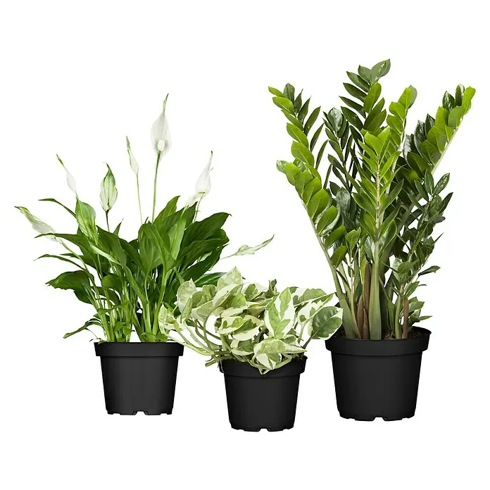 Piardino Zimmerpflanzen-Set - Büro Helden - 3 tlg., Zamioculcas, Epipremnum 'Marble Queen', Spathiphyllum - Drei Zimmerpflanzen in schwarzen Töpfen, darunter ein Einblatt, eine Efeutute und eine Zamioculcas.