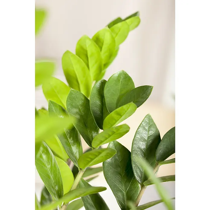 Piardino Zimmerpflanzen-Set - Büro Helden - 3 tlg., Zamioculcas, Epipremnum 'Marble Queen', Spathiphyllum - Nahaufnahme einer Zamioculcas zamiifolia (Glücksfeder) mit glänzend grünen Blättern vor einem hellen Hintergrund.