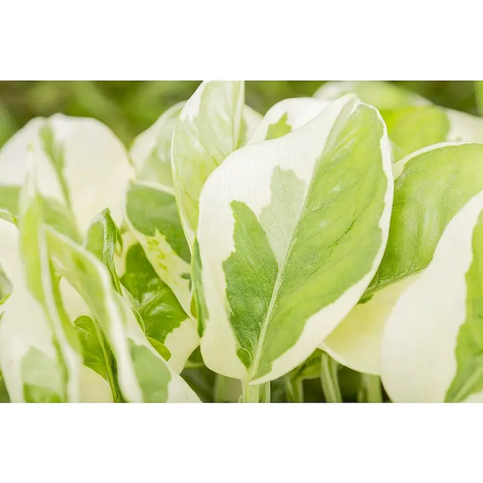 Piardino Zimmerpflanzen-Set - Büro Helden - 3 tlg., Zamioculcas, Epipremnum 'Marble Queen', Spathiphyllum - Nahaufnahme einer prächtig panaschierten N'Joy Efeutute, deren grüne und cremeweiße Blätter eine elegante Textur bilden.