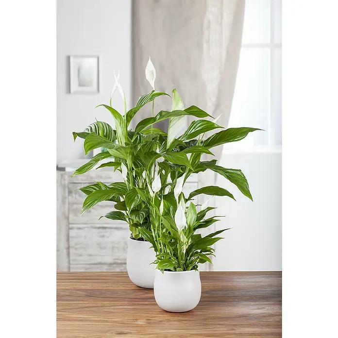 Piardino Zimmerpflanzen-Set - Büro Helden - 3 tlg., Zamioculcas, Epipremnum 'Marble Queen', Spathiphyllum - Zwei elegante Friedenslilien in weißen Töpfen auf einem Holztisch, die mit ihren grünen Blättern und weißen Blüten eine beruhigende Atmosphäre schaffen.