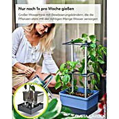 Gusta Garden Anzucht-Set Chili-Starter-Set (5 -tlg., Blau) | BAUHAUS