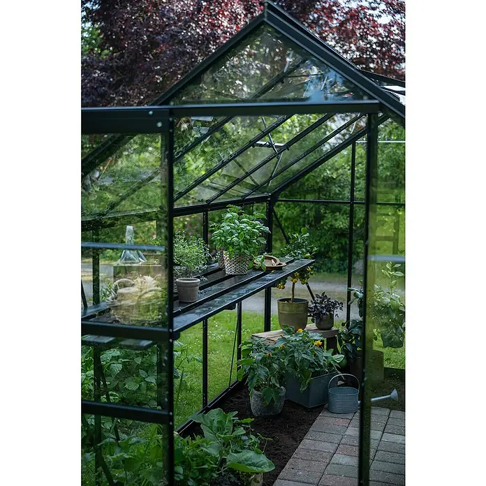 Halls Gewächshaus Popular 106 - Außenmaß inkl. Dachüberstand (B x T): 193 x 319 cm, Einscheibensicherheitsglas, 3 mm, Schwarz - Ein Gewächshaus mit verschiedenen Pflanzen auf Regalen und dem Boden, darunter Basilikum, Tomaten und andere Kräuter.