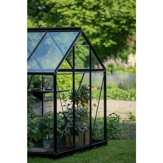 Halls Gewächshaus Popular 106 - Außenmaß inkl. Dachüberstand (B x T): 193 x 319 cm, Einscheibensicherheitsglas, 3 mm, Schwarz - Nahaufnahme eines Gewächshauses mit Pflanzen darin und einem Garten im Hintergrund.