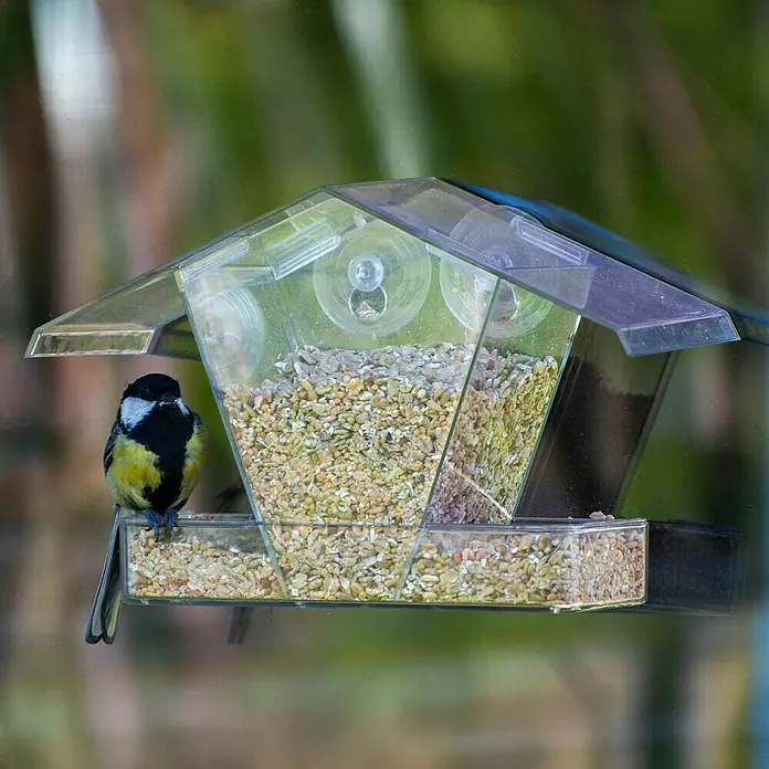 Dobar Vogelhaus - 24 x 9,6 x 15 cm, Holz, Transparent - Eine Blaumeise sitzt auf einem transparenten Fenster-Vogelfutterhaus, das mit Vogelfutter gefüllt ist. Der Futterspender ist mit Saugnäpfen befestigt.