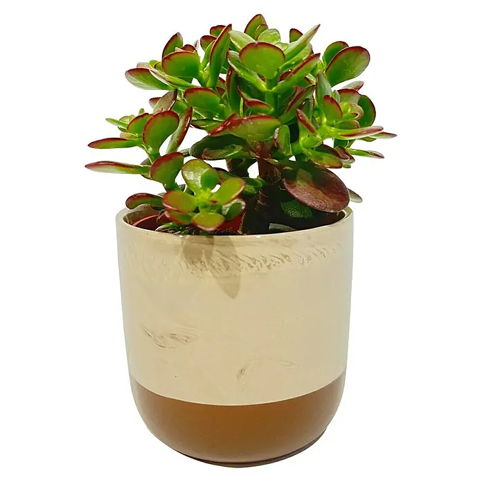 Piardino Kaktus & Sukkulenten- Mix in Keramik - Topfgröße: 12 cm - Eine Nahaufnahme einer Crassula Ovata Pflanze mit glänzenden Blättern in einem dekorativen zweifarbigen Topf.