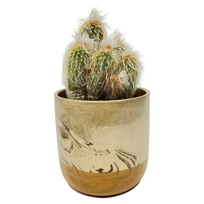 Piardino Kaktus & Sukkulenten- Mix in Keramik - Topfgröße: 12 cm - Ein Topf mit einer flauschigen, weißen und grünen Kakteenpflanze, die eine einzigartige und dekorative Ergänzung für jeden Raum darstellt.