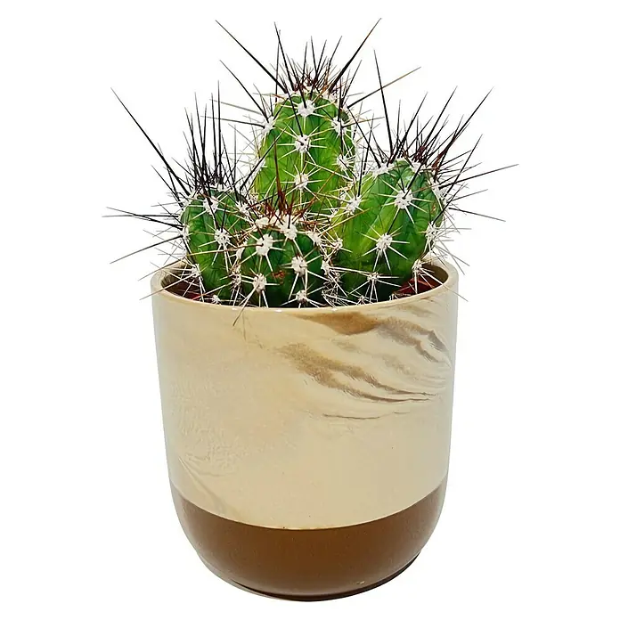 Piardino Kaktus & Sukkulenten- Mix in Keramik - Topfgröße: 12 cm - Ein dreiköpfiger Kaktus in einem zweifarbigen Topf, die dicken, weißen Stacheln des Kaktus kontrastieren mit den langen, dunklen Dornen.