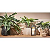 Umetna rastlina Praprot  (Višina: 40 cm, Plastika) | 8471 - Seidenblumen/Kunstpflanzen | IDDQ - Seidenblumen/Kunstpflanzen | IDD - Trendy | ID - Trendy | I - Stadtgarten | BAUHAUS