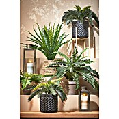 Umetna rastlina Praprot  (Višina: 40 cm, Plastika) | 8471 - Seidenblumen/Kunstpflanzen | IDDQ - Seidenblumen/Kunstpflanzen | IDD - Trendy | ID - Trendy | I - Stadtgarten | BAUHAUS