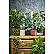 Umetna rastlina Praprot  (Višina: 40 cm, Plastika) | 8471 - Seidenblumen/Kunstpflanzen | IDDQ - Seidenblumen/Kunstpflanzen | IDD - Trendy | ID - Trendy | I - Stadtgarten | BAUHAUS