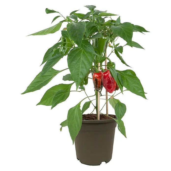 alte bohnensorten saatgut Buschbohne, mangetout ‘Braimar’