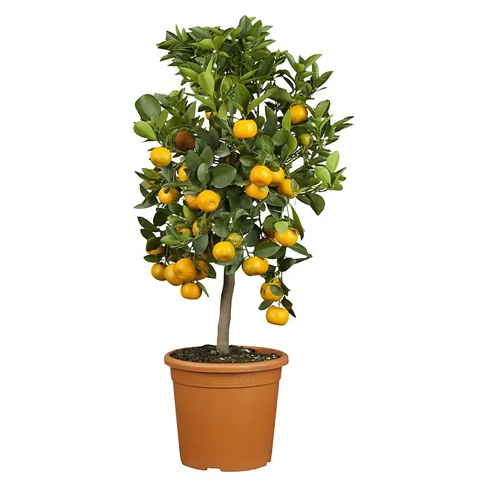 Piardino Calamondin-Orange - Citrofortunella microcarpa, Topfgröße: 20 cm - Eine Mandarinenbaum im Topf mit vielen reifen, orangefarbenen Früchten und grünen Blättern.