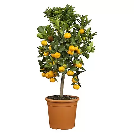 Piardino  Calamondin-Orange