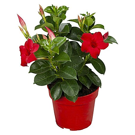 Piardino Dipladenia (Mandevilla sanderi, Topfgröße: 12 cm, Rot)