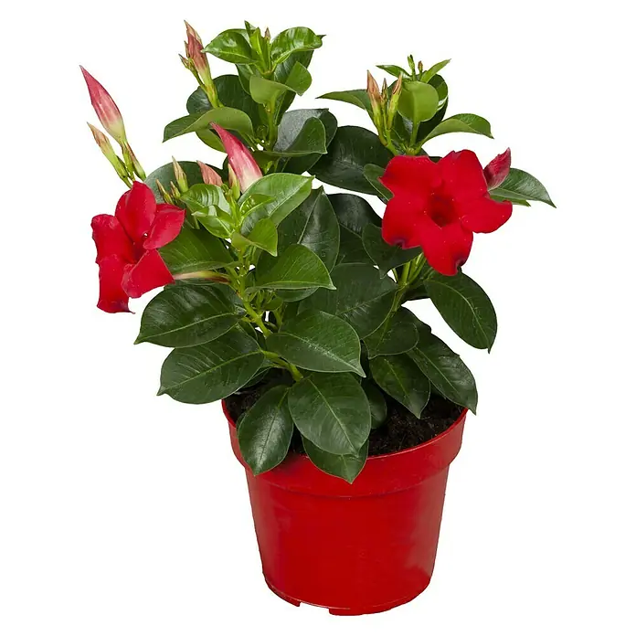 Piardino Dipladenia - Mandevilla sanderi, Topfgröße: 12 cm, Rot - Eine üppige Mandevilla-Pflanze mit leuchtend roten Blüten in einem roten Topf, ideal für Balkon oder Terrasse.
