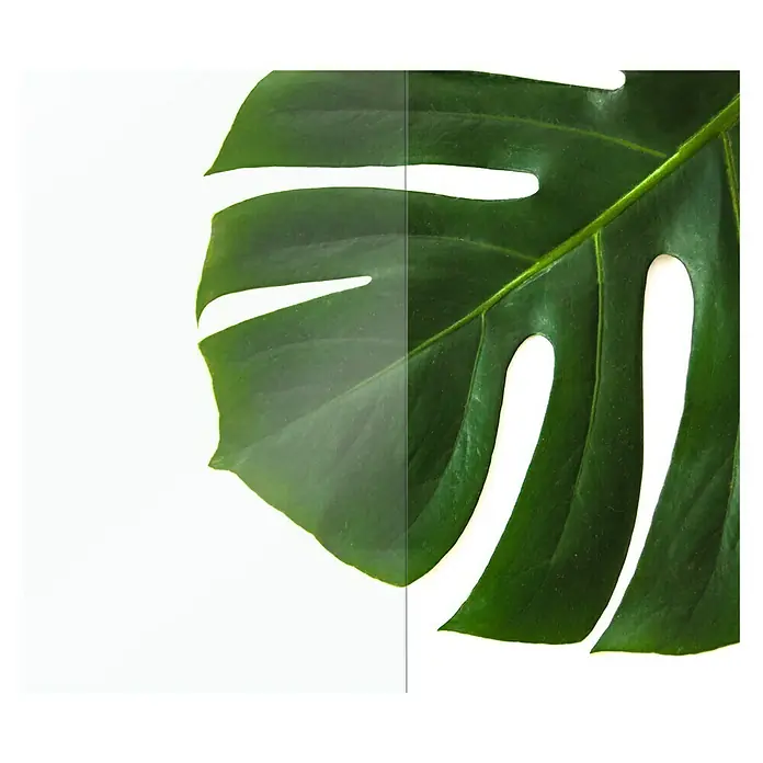 CUCINE Küchenrückwand - Clear, 60 x 40 cm, Stärke: 6 mm, Einscheibensicherheitsglas (ESG) - Nahaufnahme eines grünen Monstera-Blattes vor einem weißen Hintergrund, das die Textur und Details der Pflanze hervorhebt.