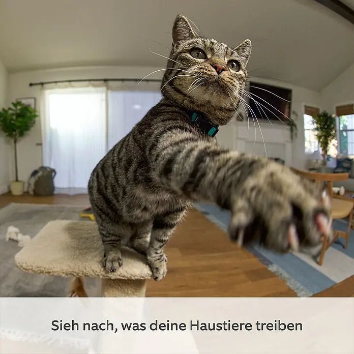 Ring Innenkamera beweglich Pan-Tilt Indoor Camera - 1.080 Pixel (Full HD), Weiß - Dieses Katzenkratzbaum-Foto zeigt, wie gut Ihre Haustiere sich damit beschäftigen können!  Entdecken Sie Kratzbäume für ihre Katze.