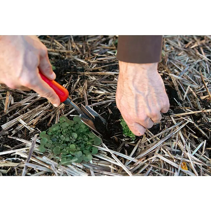 Felco Unkrautstecher 441 - Länge: 33 cm - Nahaufnahme einer Person, die eine Pflanze mit einer kleinen Gartenschaufel in die Erde setzt, umgeben von Mulch.
