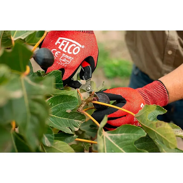 Felco Ernteschere 320 - Bypass - Eine Hand mit Felco-Gartenhandschuhen schneidet eine Feige mit einer Felco-Gartenschere vom Baum. Scharfe Klingen für einen sauberen Schnitt!