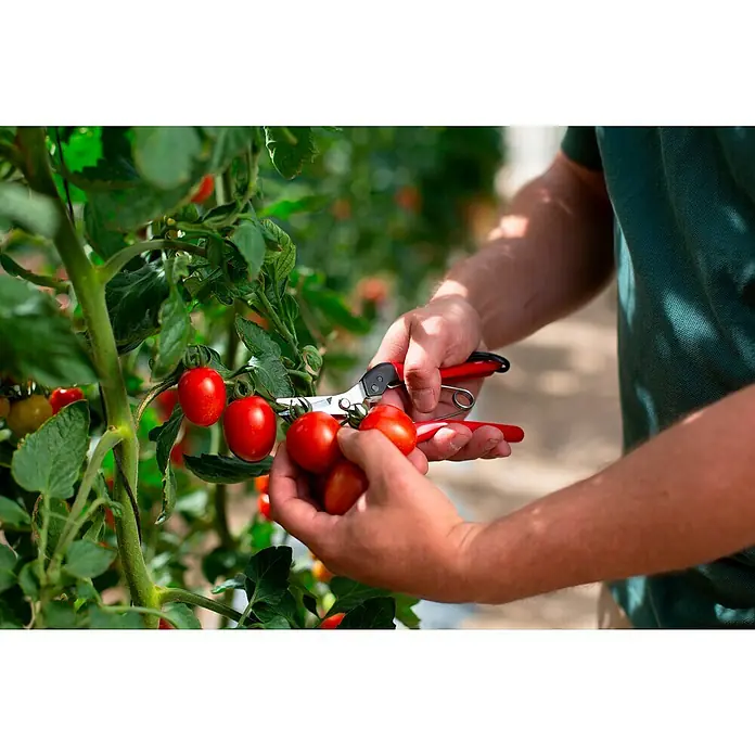 Felco Ernteschere 321 - Bypass - Ein Mann erntet mit einer Gartenschere frische, rote Tomaten von einer Pflanze. Die reiche Ernte verspricht einen köstlichen Geschmack.