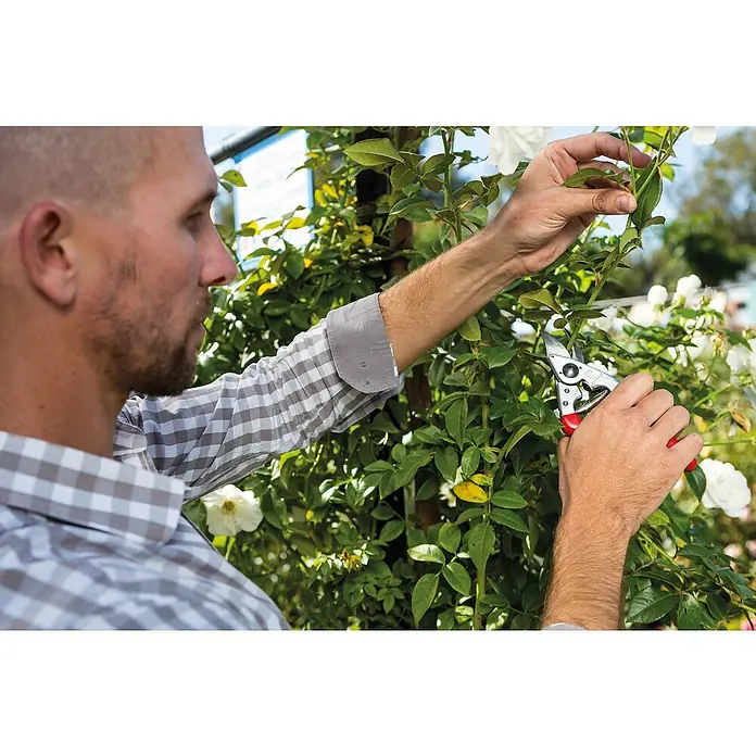 Felco Gartenschere 15 - Bypass - Ein Mann beschneidet Rosen mit einer Gartenschere. Die scharfen Klingen der Schere ermöglichen präzise Schnitte für gesundes Pflanzenwachstum.