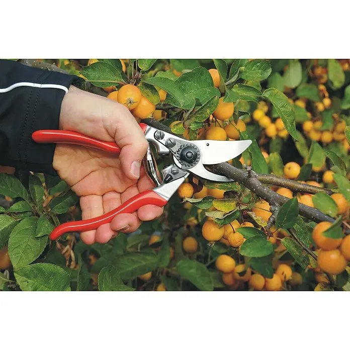 Felco Gartenschere 9 - Bypass, Max. Aststärke: 25 mm - Eine Person schneidet mit einer roten Gartenschere einen Ast eines Baumes mit gelben Früchten. Die Schere ist das Hauptaugenmerk des Bildes.