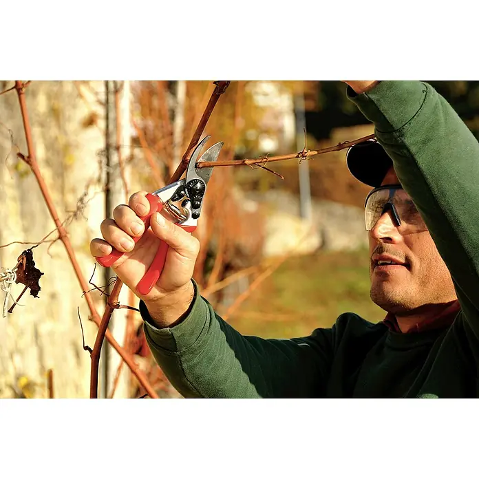 Felco Gartenschere 7 - Max. Aststärke: 25 mm - Nahaufnahme eines Mannes mit Schutzbrille, der mit einer Gartenschere Äste beschneidet. Die rote Gartenschere steht im Fokus des Bildes.