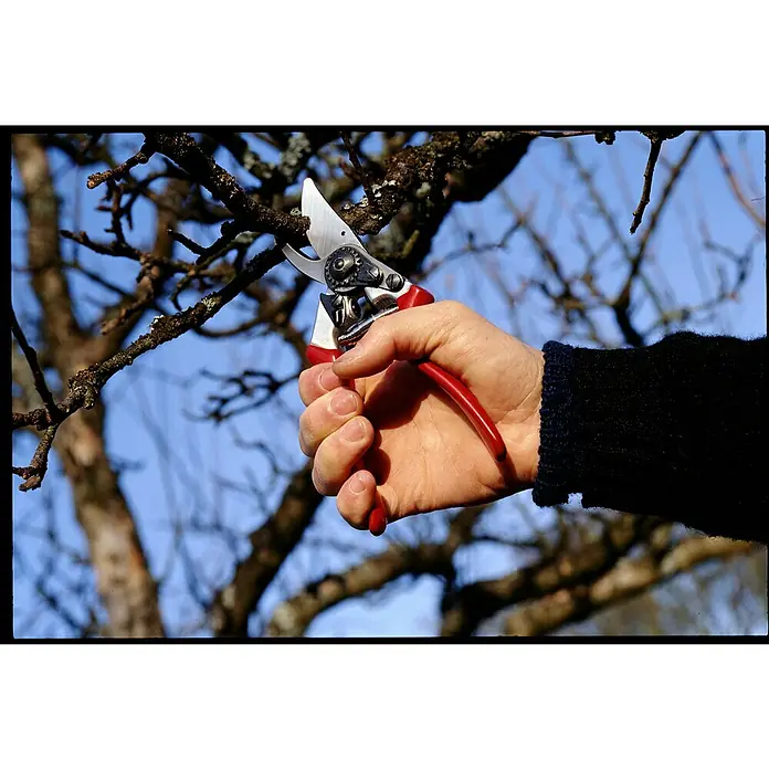 Felco Gartenschere 8 - Max. Aststärke: 25 mm - Nahaufnahme einer Hand mit einer Gartenschere beim Beschneiden eines Astes, vor einem unscharfen Baumhintergrund.
