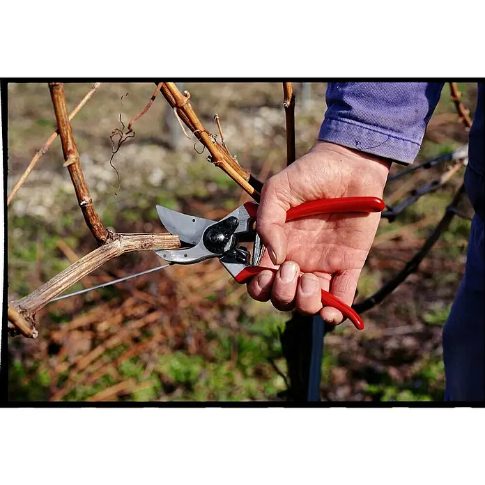 Felco Gartenschere 2 - Max. Aststärke: 25 mm - Scharfe Gartenschere im Einsatz: Reben beschneiden für üppige Ernte. Präzise Schnitte dank hochwertiger Schneidwerkzeuge für den Garten.