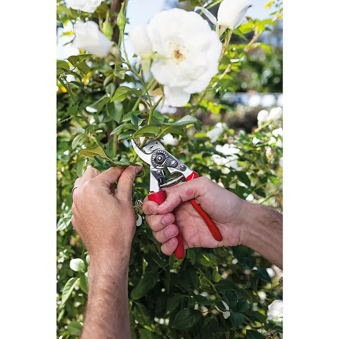 Felco Gartenschere 15 - Bypass - Nahaufnahme einer Person, die mit einer roten Gartenschere eine Rose beschneidet. Die Schere ermöglicht präzise Schnitte für gesundes Wachstum.
