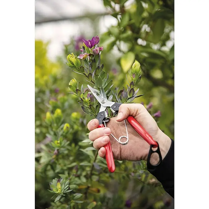 Felco Ernteschere 322 - Bypass, Max. Aststärke: 10 mm - Gartenschere in Aktion: Eine Hand schneidet mit einer roten Gartenschere blühende Zweige in einem Garten.