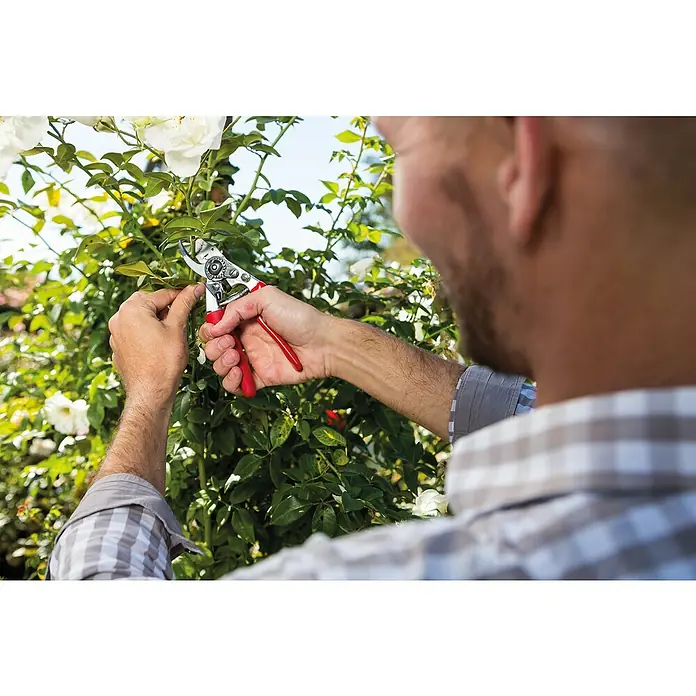 Felco Gartenschere 15 - Bypass - Ein Mann beschneidet mit einer roten Gartenschere eine Rose, um die Pflanzenpflege sicherzustellen und das Wachstum zu fördern.