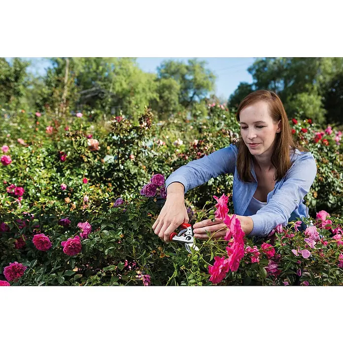Felco Gartenschere 15 - Bypass - Frau gärtnert mit Gartenschere zwischen Rosenbüschen, wobei die Schere durch ihre rote Farbe besonders hervorsticht.