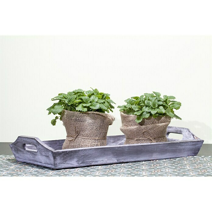 Piardino Zitronenmelisse Bio (Topfgröße: 12 cm)