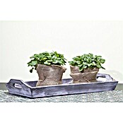 Piardino Zitronenmelisse Bio (Topfgröße: 12 cm)