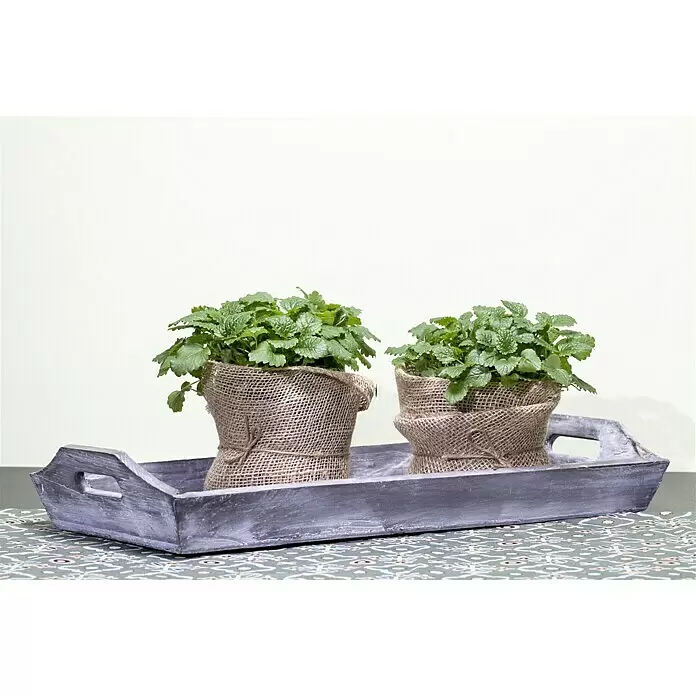 Piardino Bio Zitronenmelisse Relex - Melissa officinalis Relax, Topfgröße: 12 cm - Stimmungsaufnahme