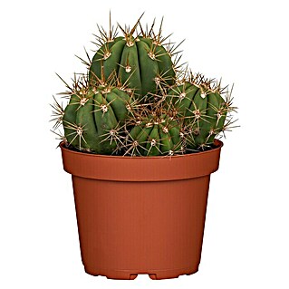 Piardino Kaktus (Cactus, Topfgröße: 17 cm)