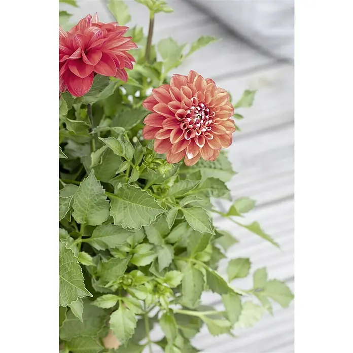 Piardino Dahlie - Dahlia Starburst Pink, Topfgröße: 19 cm - Nahaufnahme von roten Dahlienblüten und grünen Blättern auf hellem Holzhintergrund.