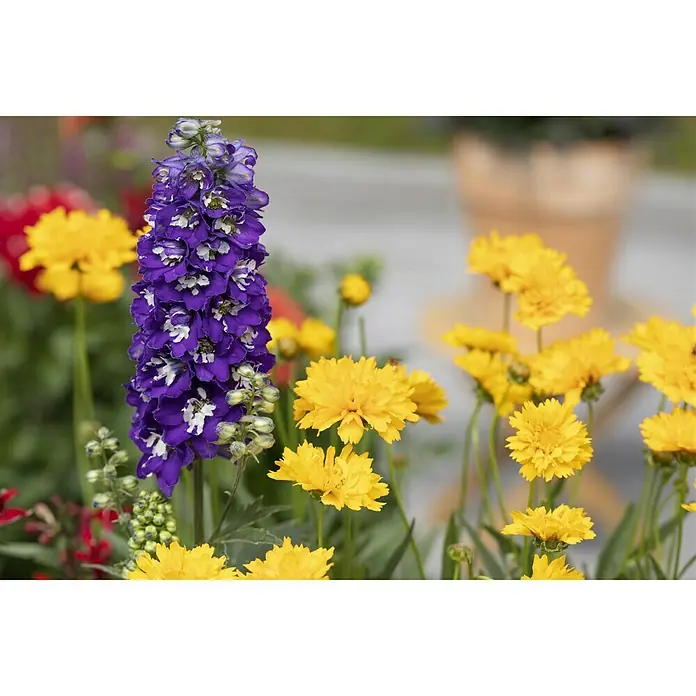 Piardino StaudeStauden in Arten & Sorten, Topfgröße: 23 cm - Nahaufnahme von leuchtend gelben und tiefvioletten Blüten, die die natürliche Schönheit der Sommerflora zeigen.