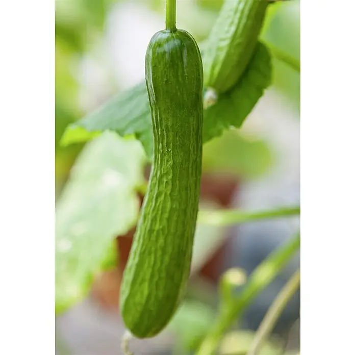 Piardino Bio Snack-Gurke im Tontopf - Cucumis sativus 'Mini Stars', 12 cm, Erntezeit: August - Nahaufnahme einer knackigen, grünen Salatgurke, die frisch vom Feld hängt. Ideal für den direkten Verzehr oder in Salaten.