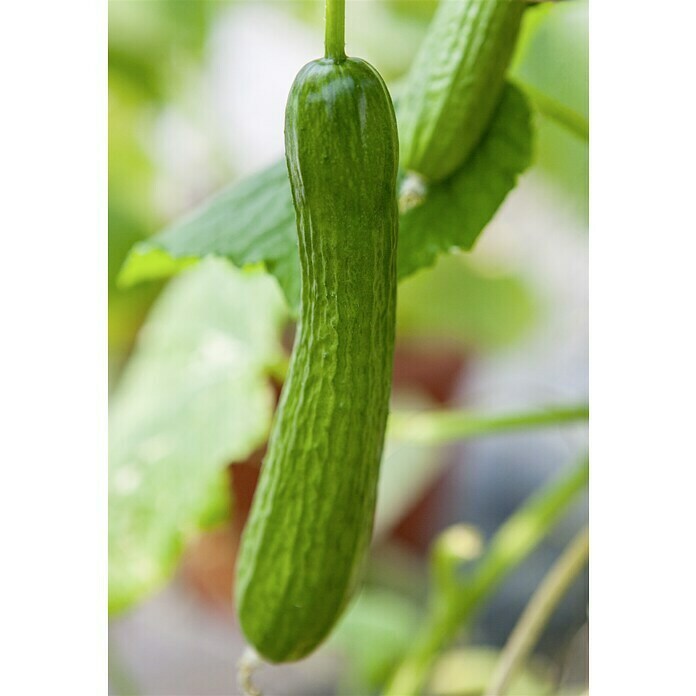 Piardino Bio Snack-Gurke im TontopfCucumis sativus 'Mini Stars', 12 cm, Erntezeit: August - Oktober Detail Shot