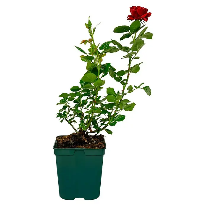 Edelrose - Rosa 'Jugendliebe' ®, Rot - Eine wunderschöne rote Rose in einem grünen Topf, perfekt für jeden Garten oder Balkon. Bringen Sie Farbe in Ihr Leben mit dieser blühenden Schönheit.